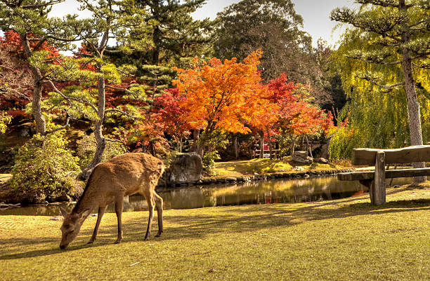 nara-deer
